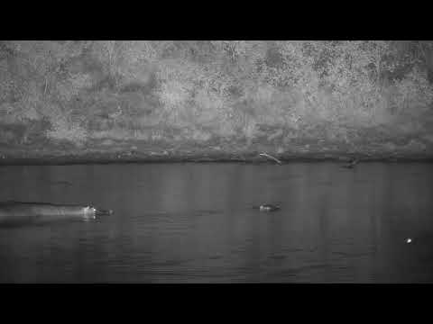 Djuma: Second Hippo comes to the dam-Pt:3 - 01:41 - 05/02/20