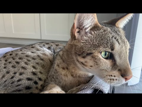 Sweet Gentle Giant Savannah Cat Purring So Loud! So Soothing And Relaxing! #cats #cute