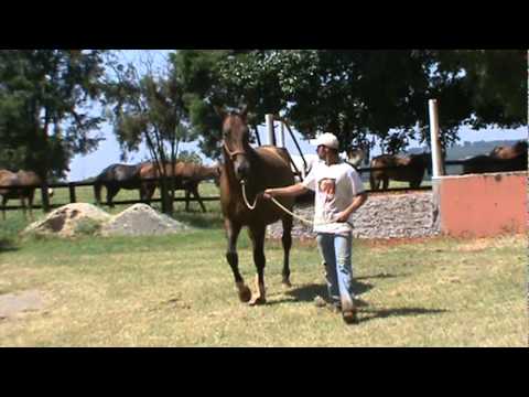 Égua Caretino 2.MPG