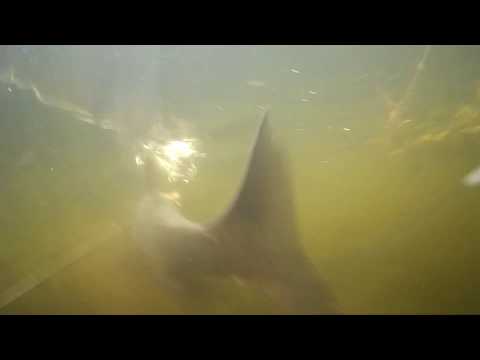 Подводная охота удача в мутняке