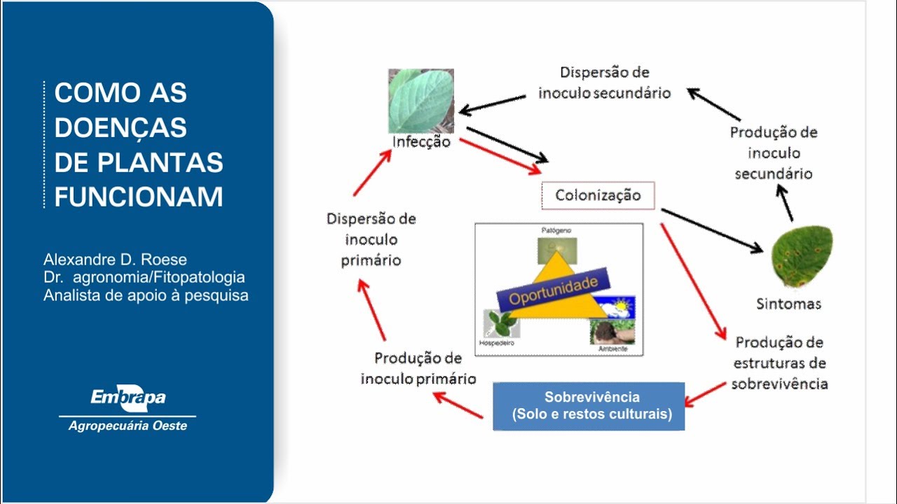 Como as doenças funcionam?