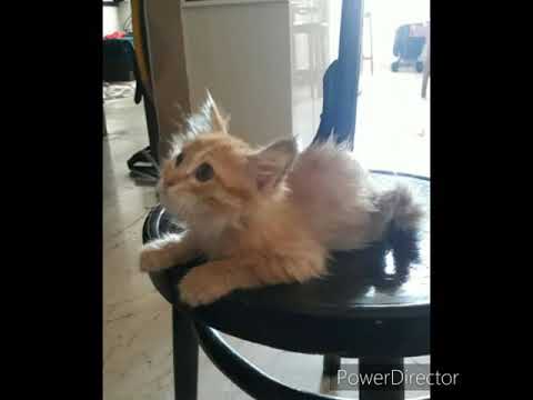 Sheini / My playful cat 😻