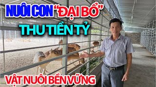 Learn from the Old Farmer in Hanoi to Raise Deer to Earn Billions of Dong Every Year / The Larges...