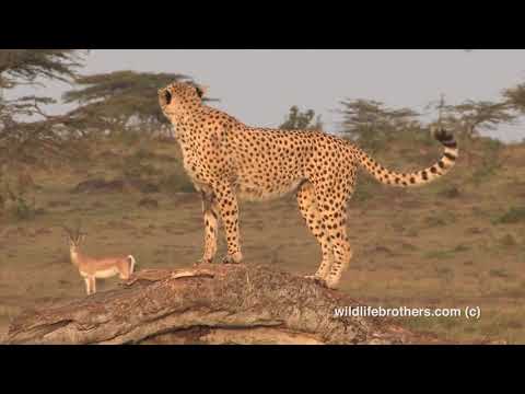 A Cheetah marking its territory