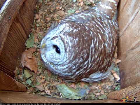 Female Barred Owls Perks Up While Incubating – March 13, 2019