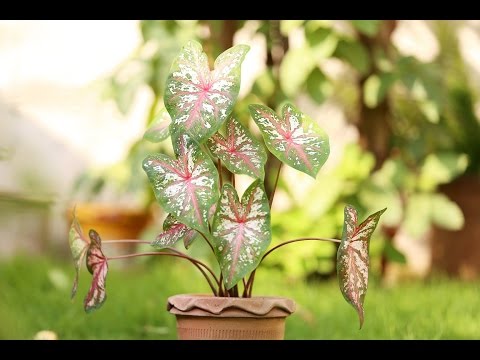 Palladium Foliage that Challenges the Brightest Blooms(Urdu,Hindi)