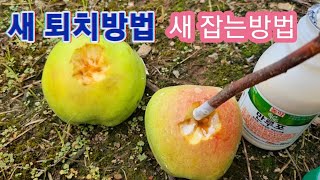 새 퇴치방법/새 잡는방법/새 못오게 하는방법