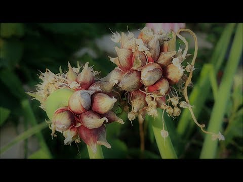 download lagu mp3 mp4 Top Onions, download lagu Top Onions gratis, unduh video klip Top Onions