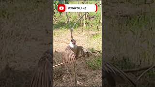 Download lagu GARUDA SAAT MUSUH KUTILANG LIAR DATANG EMOSI LANSUNG PIKAT Di Kota Lubuklinggau mp3 Download lagu GARUDA SAAT MUSUH KUTILANG LIAR DATANG EMOSI LANSUNG PIKAT Di Kota Lubuklinggau mp3