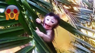 Download lagu This Baby Monkey Cries Left At Forest When Fishing mp3