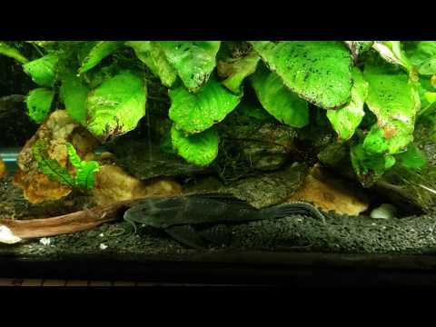 3rd YouTube video about how to stop angelfish bullying