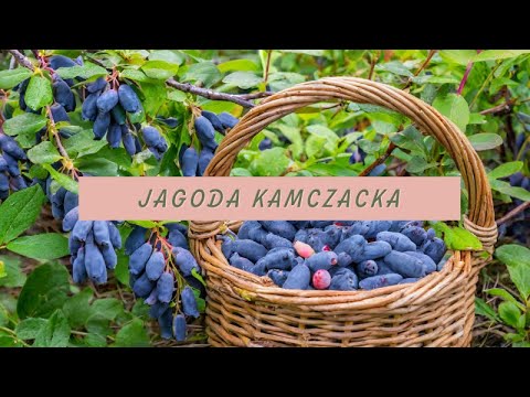 Jagoda Kamczacka - owoce, sadzenie, pielęgnacja.🍇 Wszystko co o niej musisz wiedzieć! 🍒
