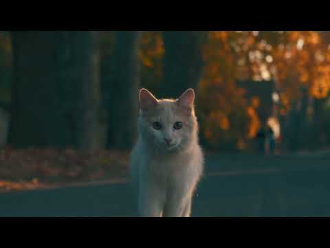 En lo oculto - Abraxas & 2pr (shot X ZKT1)