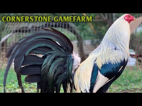 Grey Kelso - CORNERSTONE FARM - Alabama