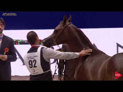N 92 AL ISKANDAR   Salon du Cheval d'El Jadida class A show   Yearling Colts Class 6A