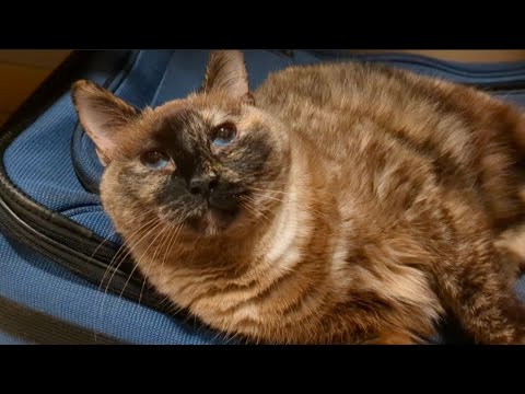 Kittylico