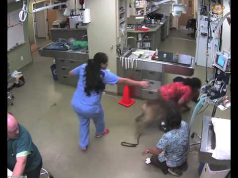 Dog really doesn't want to be at the vet