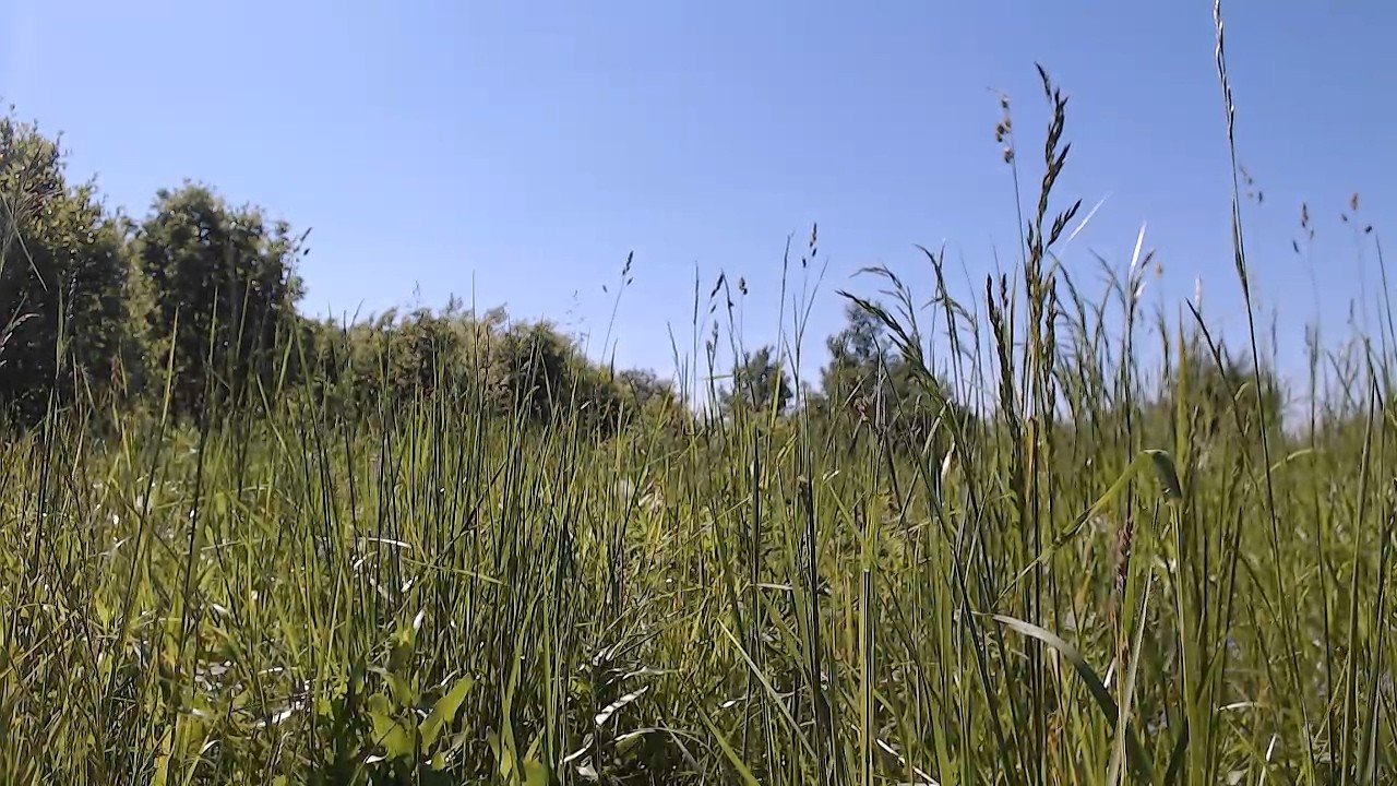 Паяй лес паяй