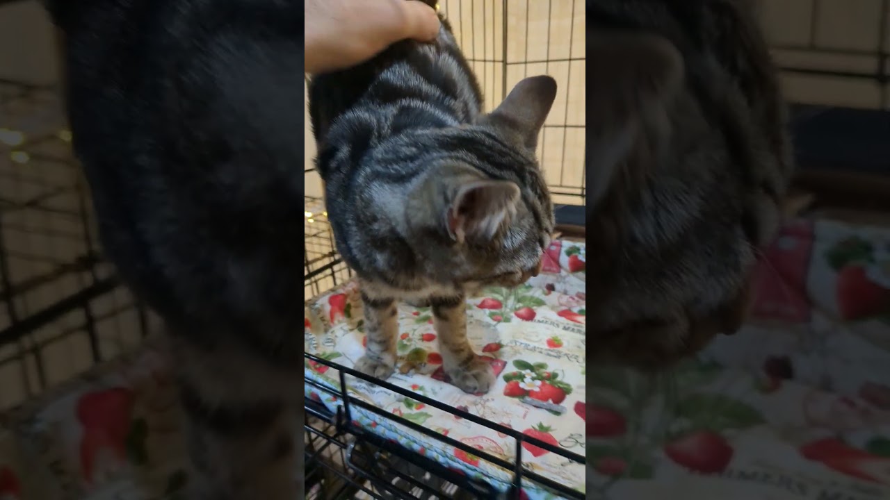 Sage, an adopted American Shorthair in Brooklyn, NY video 6/6
