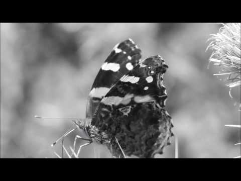 Ở một nơi - Diệu Hiền