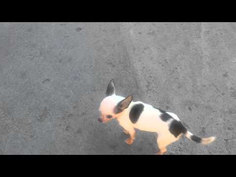 Lilibeth my 1 year old Chihuahua