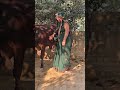 Cow Baffalo Animalfarming Animals Cattleworld Cattlefarming Dairyherd