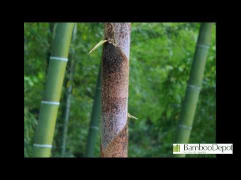 der Bambus und Parkettherstellung