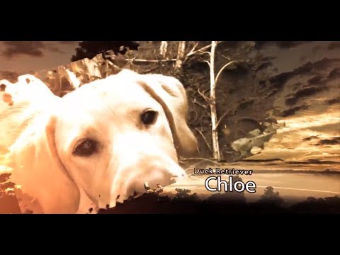 Duck Hunting:  Meet Chloe Labrador Retriever - Swift Waters