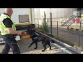 Herder Bullet zoekt naar illegalen bij een grote actie in haven van Vlaardingen