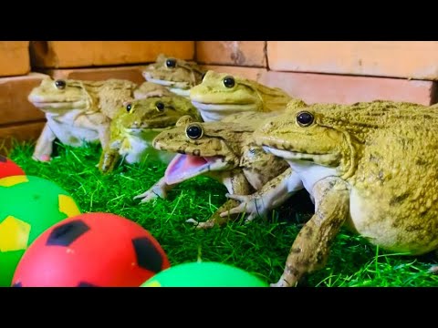Don’t touch my ball ⚽️⚽️🐸🐸🐸🤣 unbelievable family frogs protect ball & funny frogs funny animals