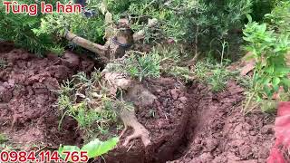 Clearance of La Han Pine garden | 0984.114.765