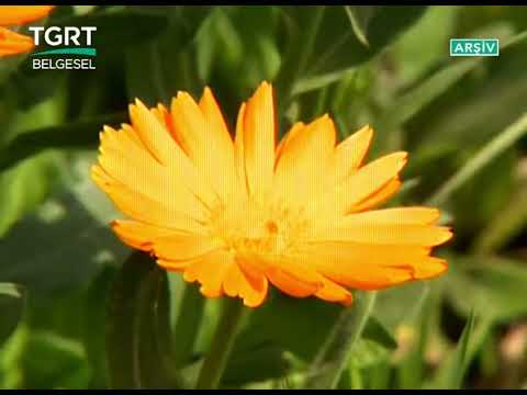 Dil Hanesi Pür Olur - Dervişan İlahi Grubu | TGRT Belgesel #ilahi