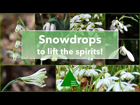 🎉 ꕥ Snowdrops to lift the spirits!