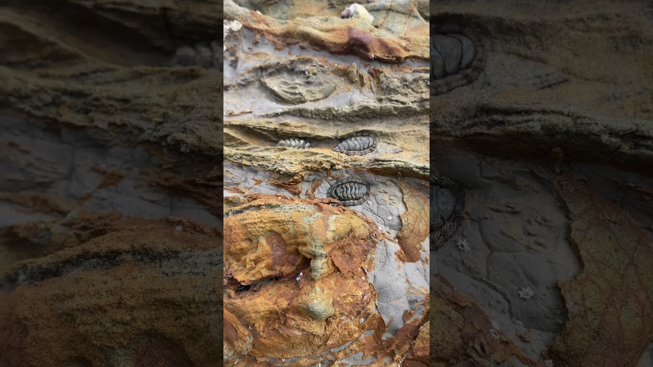 What is it?? #seacreatures