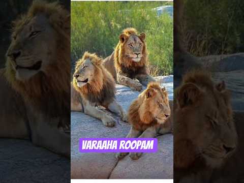 Varaaha roopam #viral #shortsfeed #kantara #nature #wildlife #rishabshetty#rukhmini