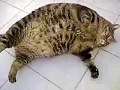 самый жирный кот...О_о 