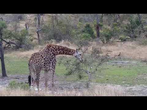 Djuma: Giraffe - 12:11 - 09/05/20