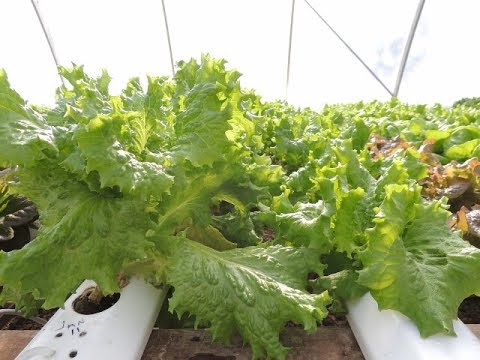 download lagu mp3 mp4 How Much Does A Head Of Lettuce Weigh, download lagu How Much Does A Head Of Lettuce Weigh gratis, unduh video klip How Much Does A Head Of Lettuce Weigh