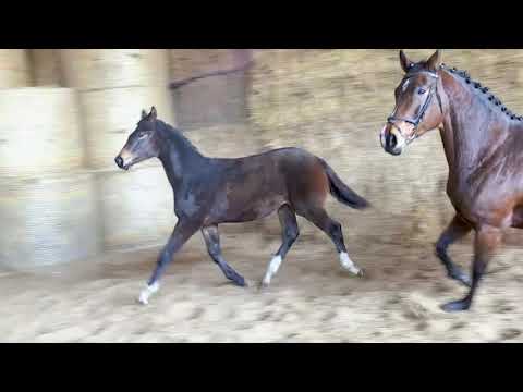 Elano  von Lossow - Esteban xx - Bagdag ox geb. 24.Mai 2019