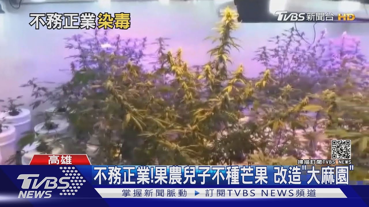 嫌芒果賺太少？果農之子不務正業「改種大麻」　市值約2千萬