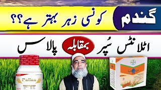 Which herbicide is better to use in wheat || Atlantis Vs Pallas || Crop Reformer