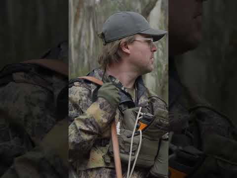 Sambar hunting with KC.