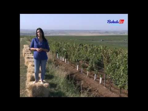 Hoinar in Vest - Cramele Recasului