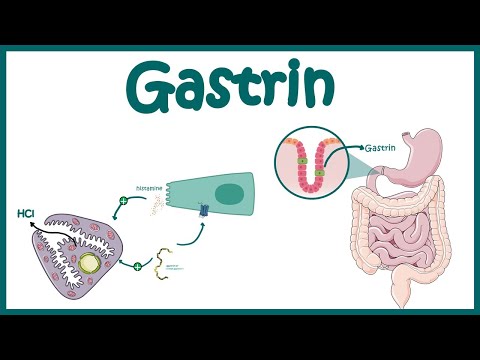 Gastrin || Funktion und Wirkungsmechanismus