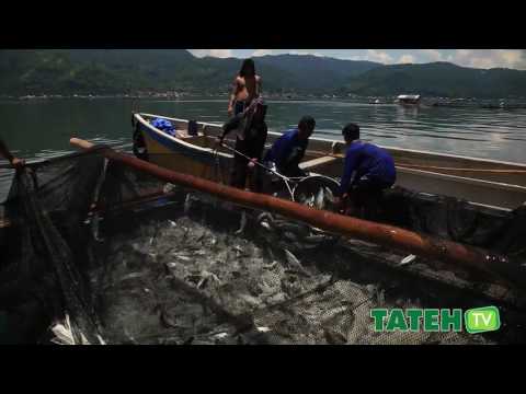 Bangus Cage Culture in Taal Lake | TatehTV Episode 10