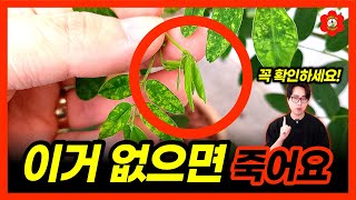 [꿀팁] 귀찮으면 '이것'만 확인하세요ㅣ죽지 않는 식물 고르는 가장 간단한 방법, 식물 안죽이는 법
