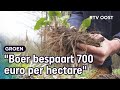 Zonnekroon: is dit groene plantje de toekomst van boeren én de bouwsector? | RTV Oost