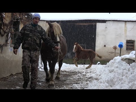 Iapa lui Marius si manzul Tano, Carnic, Alba - 2018