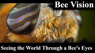 "Bee Vision: Seeing the World Through a Bee's Eyes