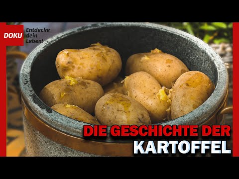 The world of the potato